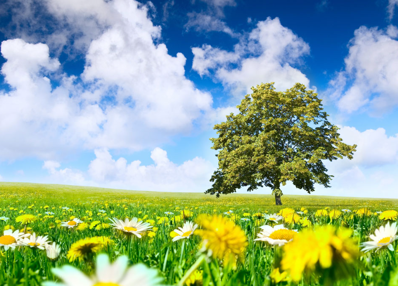 1781100670163762.png 317b5270-cafe-4eda-8c20-3c07b58c6dee.png
